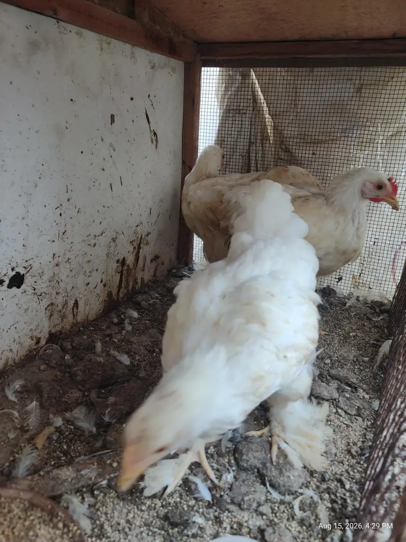 White Buff chicks and adult Available — photo 11