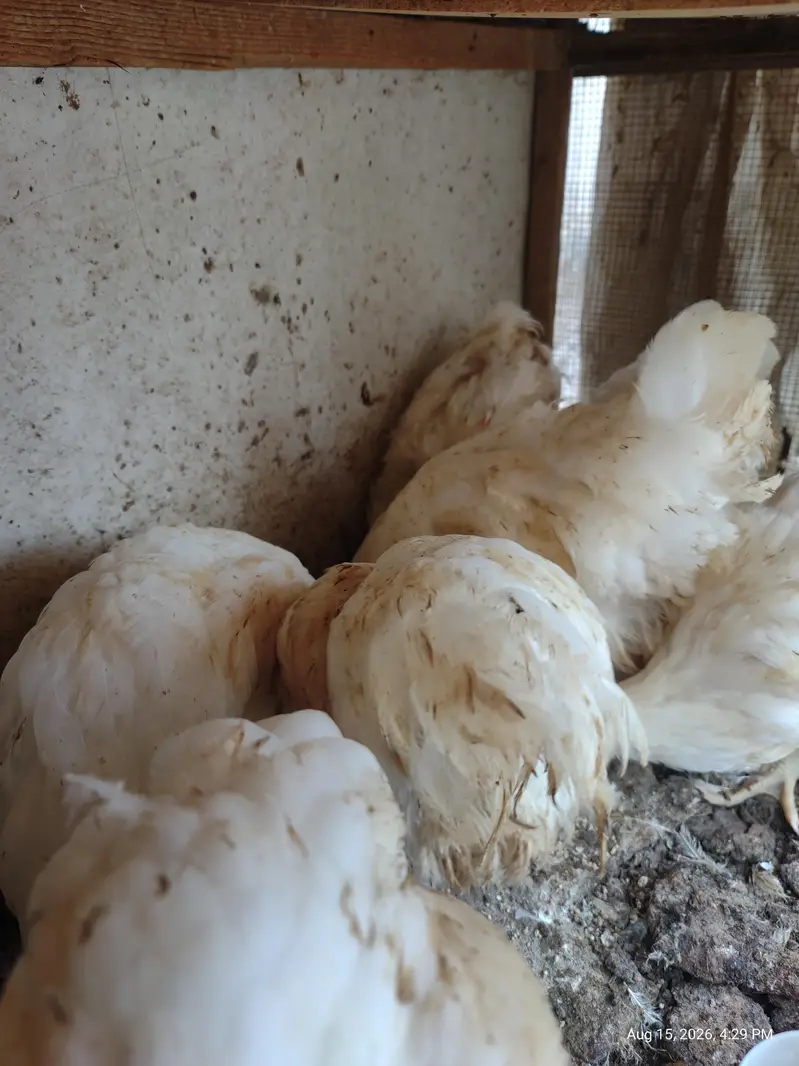 White Buff chicks and adult Available — photo 12