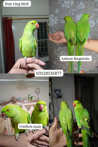 Green ringneck, talking parrot, mitthu, green parrot, hand tamed