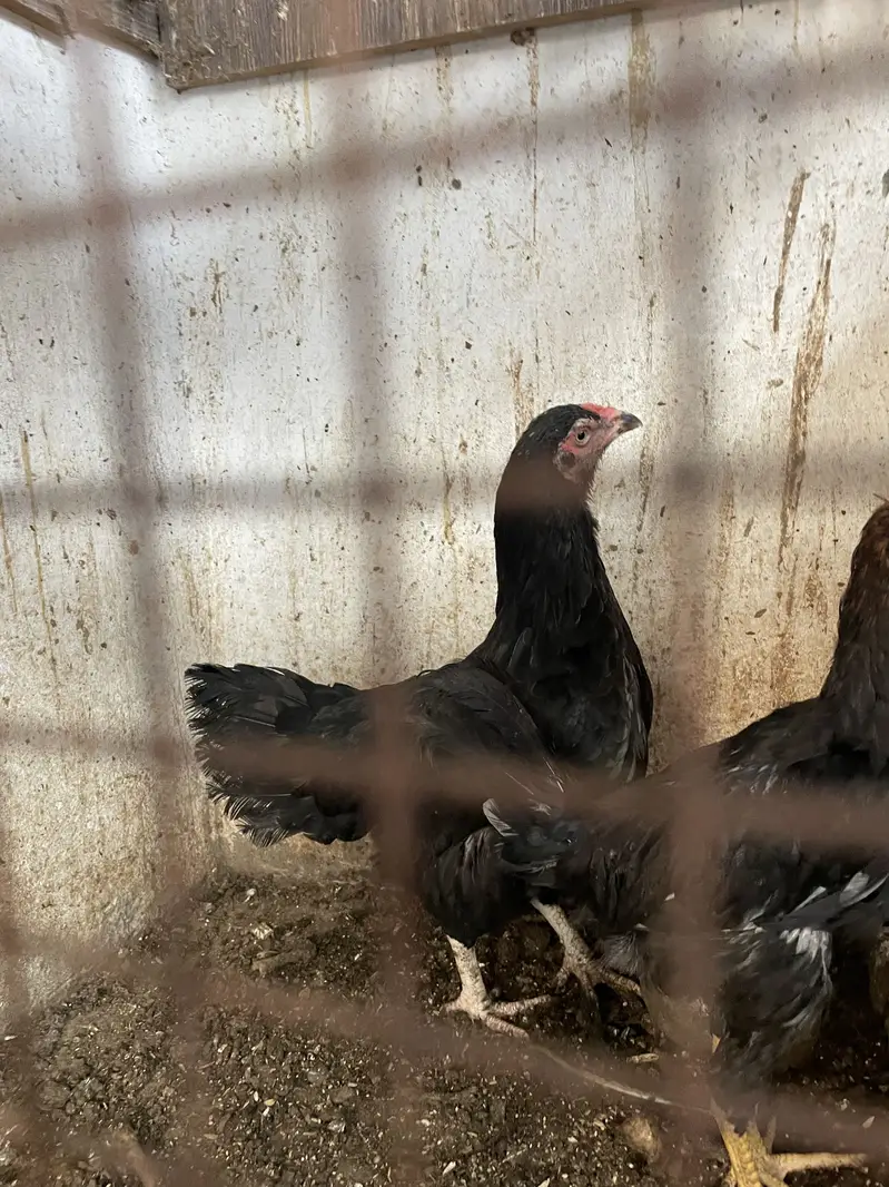 Murgiyan murgay — photo 2