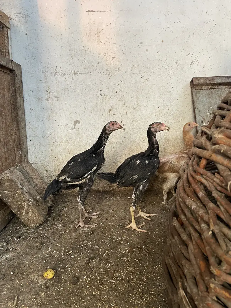 Murgiyan murgay — photo 4