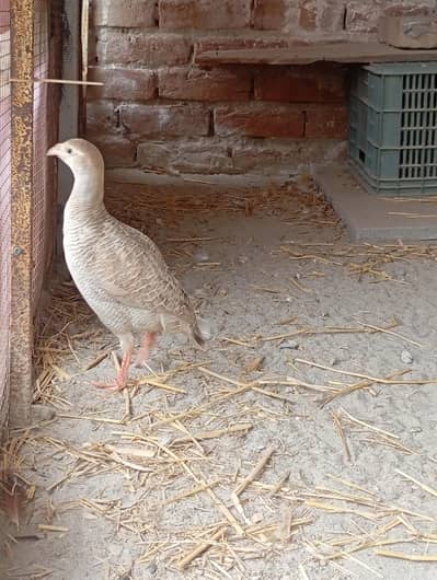 silver male teetar breeder for sale  price final koi bahas nai