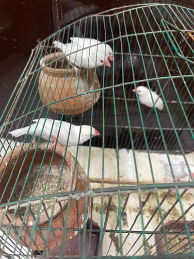 White Bird's