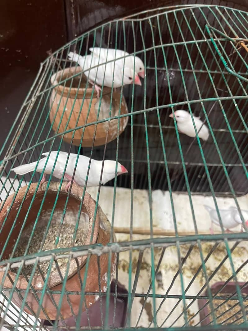 Java White Bird's 0
