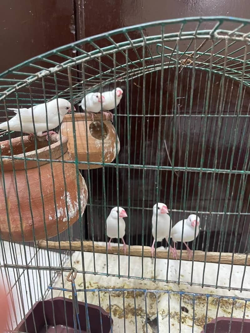 Java White Bird's 1
