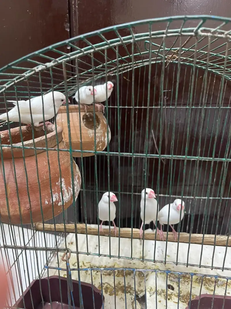 Java White Bird's — photo 2