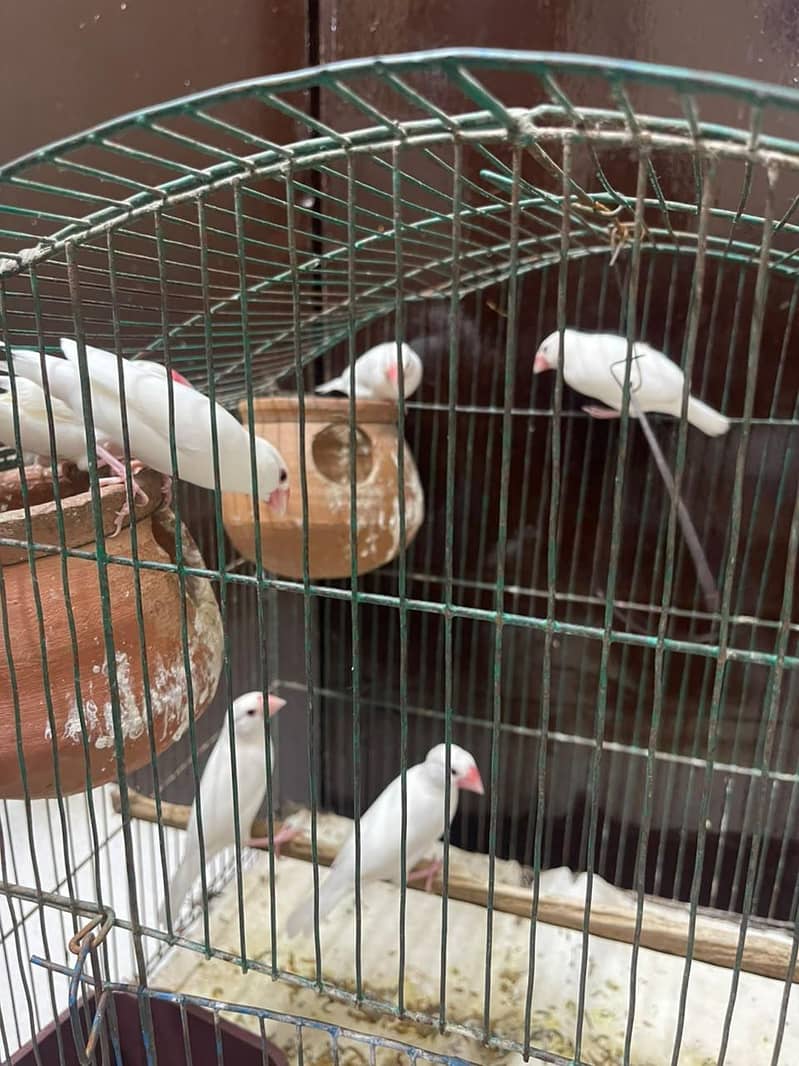 Java White Bird's 2