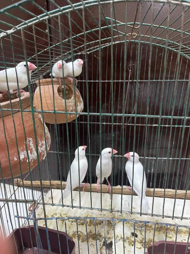 Java White Bird's 3