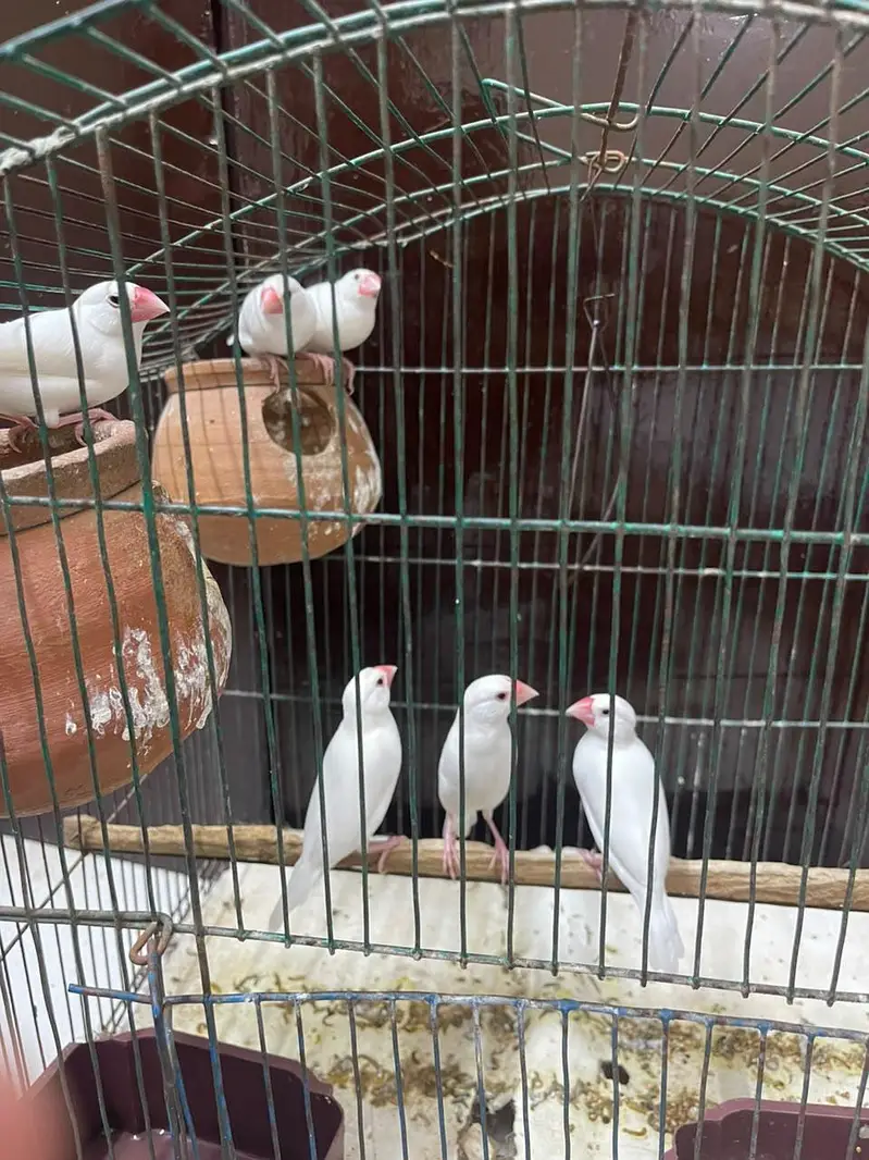 Java White Bird's — photo 4