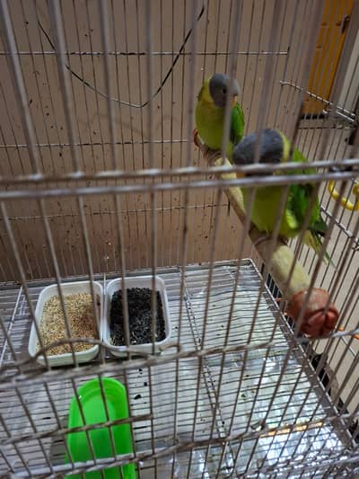 plum head both female  with cage