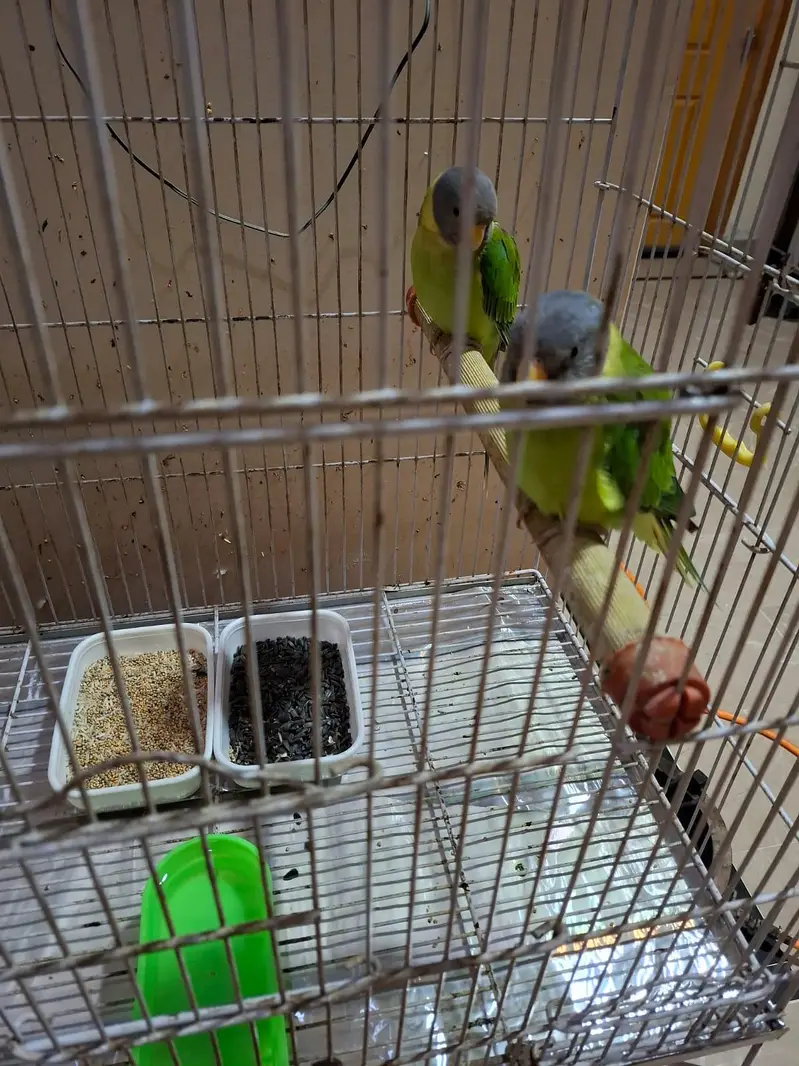 plum head both female  with cage — photo 2