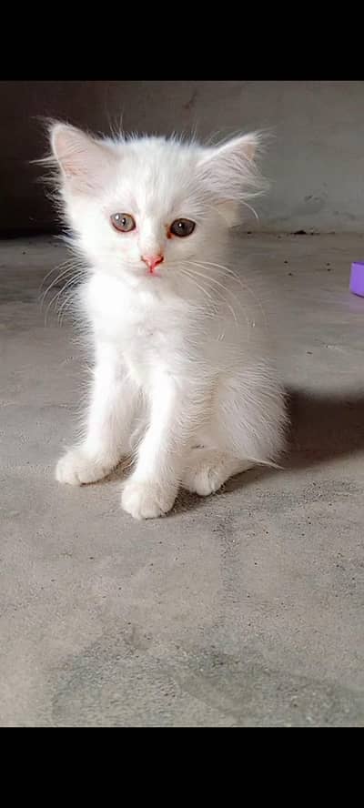 friendly, playful, parsian, kitten in low price Home breed urgent sale