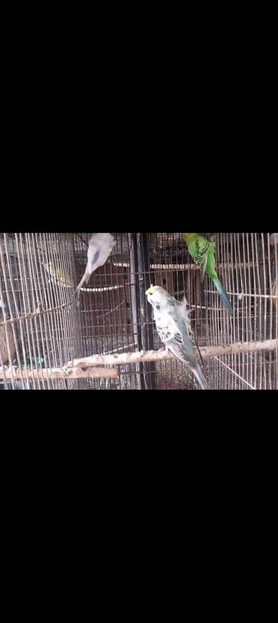 Hogoromo,hogo,undersize,rainbow,love birds,albino creamino,