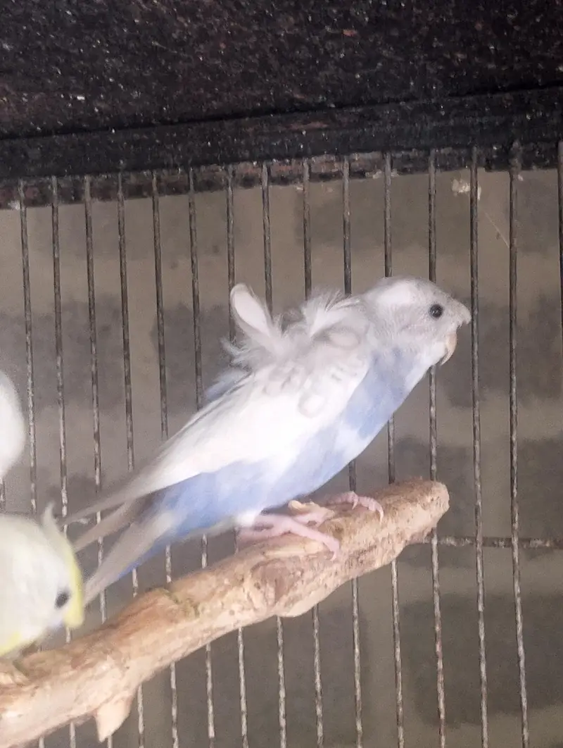 Hogoromo,hogo,undersize,rainbow,love birds,albino creamino, — photo 2