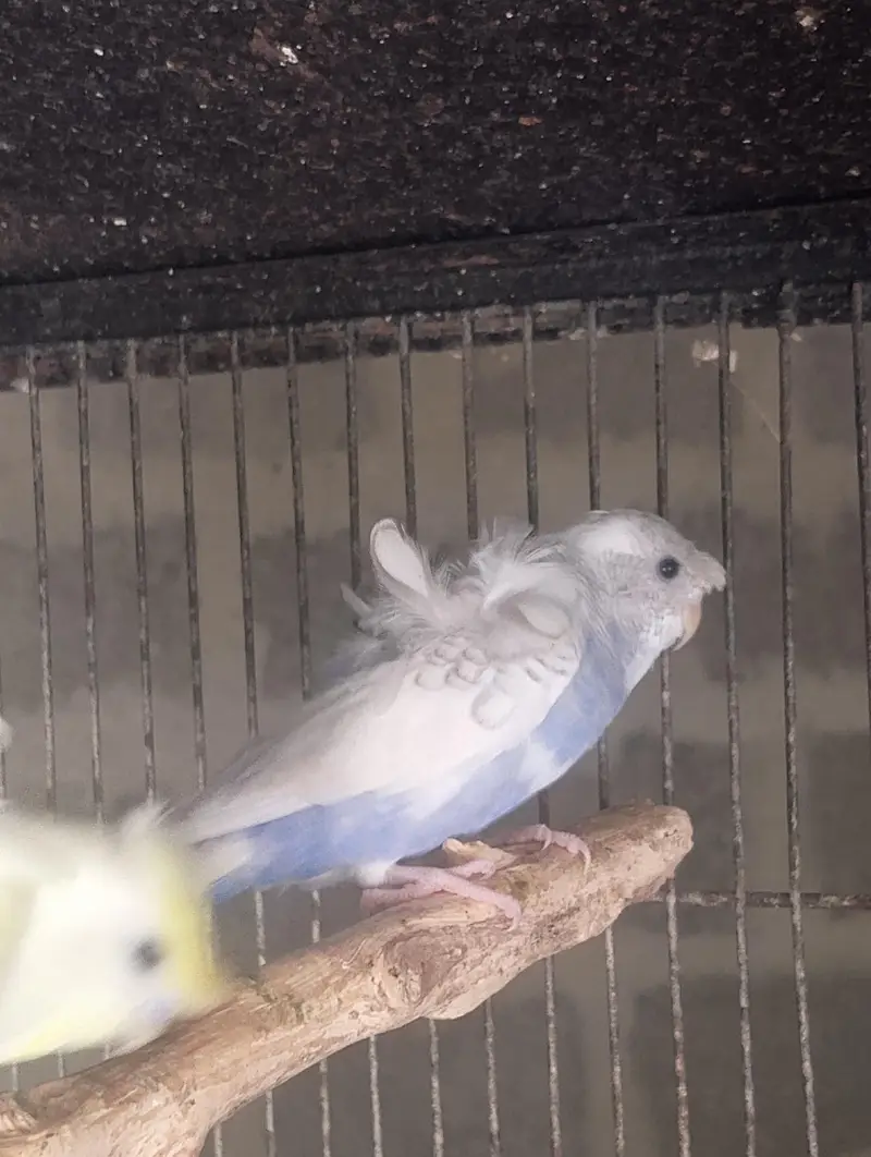 Hogoromo,hogo,undersize,rainbow,love birds,albino creamino, — photo 3
