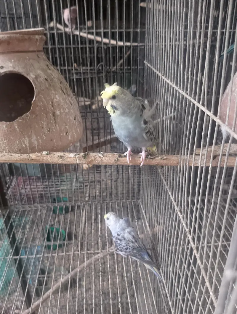 Hogoromo,hogo,undersize,rainbow,love birds,albino creamino, — photo 4