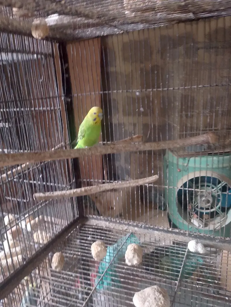 Hogoromo,hogo,undersize,rainbow,love birds,albino creamino, — photo 5