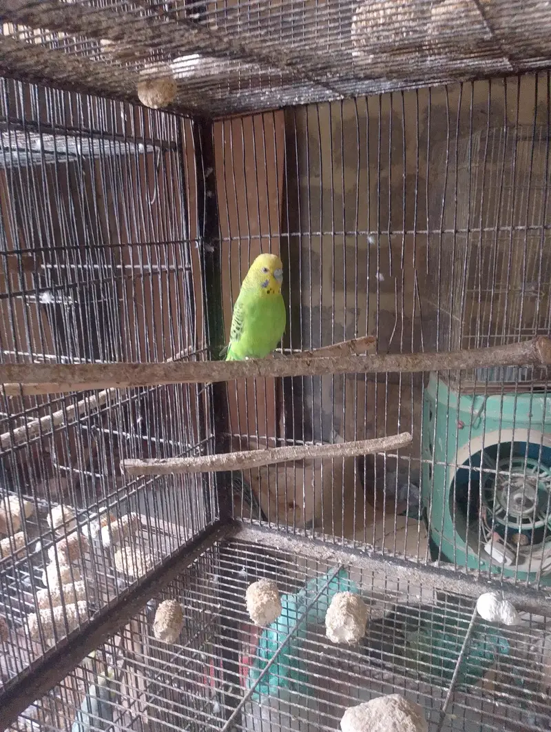 Hogoromo,hogo,undersize,rainbow,love birds,albino creamino, — photo 6