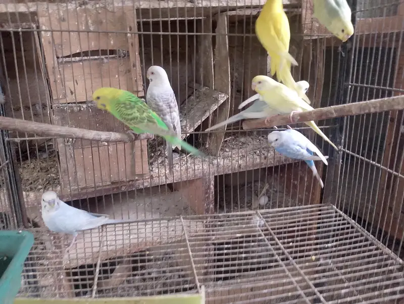 Hogoromo,hogo,undersize,rainbow,love birds,albino creamino, — photo 7