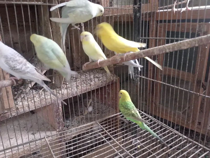 Hogoromo,hogo,undersize,rainbow,love birds,albino creamino, — photo 8