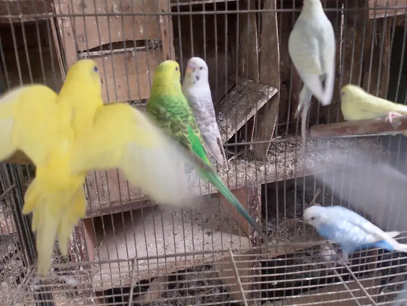 Hogoromo,hogo,undersize,rainbow,love birds,albino creamino, — photo 9