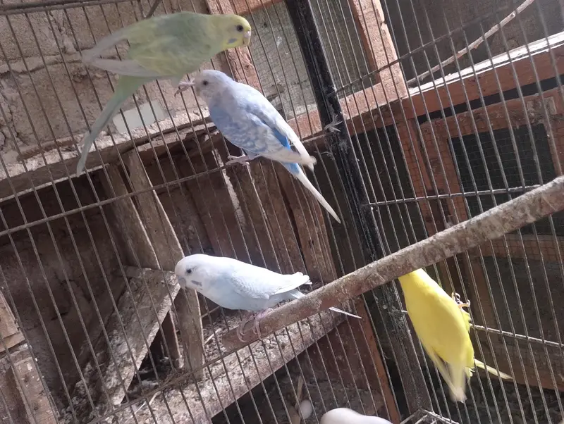 Hogoromo,hogo,undersize,rainbow,love birds,albino creamino, — photo 10