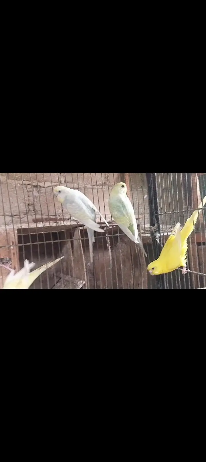 Hogoromo,hogo,undersize,rainbow,love birds,albino creamino, — photo 11