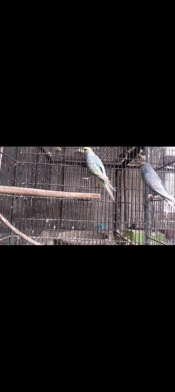 Hogoromo,hogo,undersize,rainbow,love birds,albino creamino, — photo 12