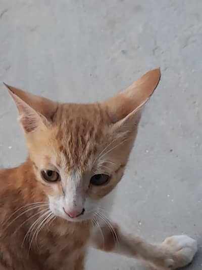 cat saler