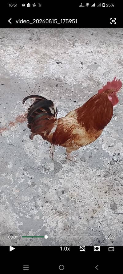 3 Hens 1 Cock 3 murghiya 1 murgha