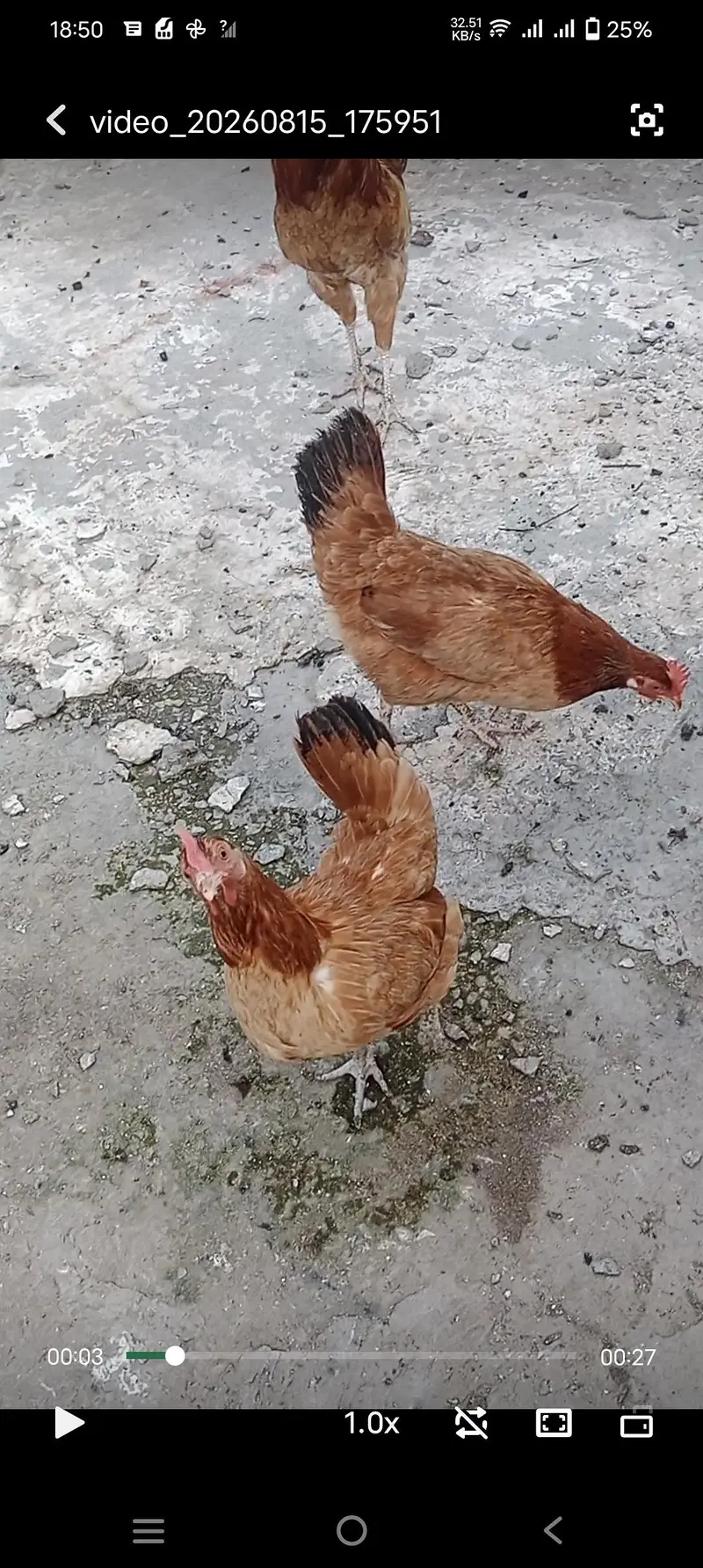3 Hens 1 Cock 3 murghiya 1 murgha — photo 2