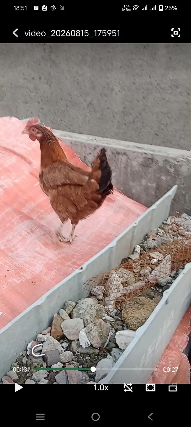 3 Hens 1 Cock 3 murghiya 1 murgha — photo 3