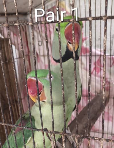 Pahari Parrot Pair Raw Kashmiri tota