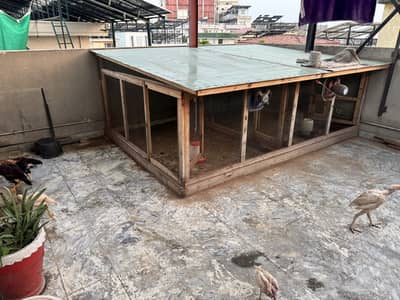 Aseel Setup With Cage And Hens