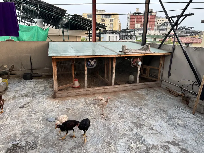 Aseel Setup With Cage And Hens — photo 2