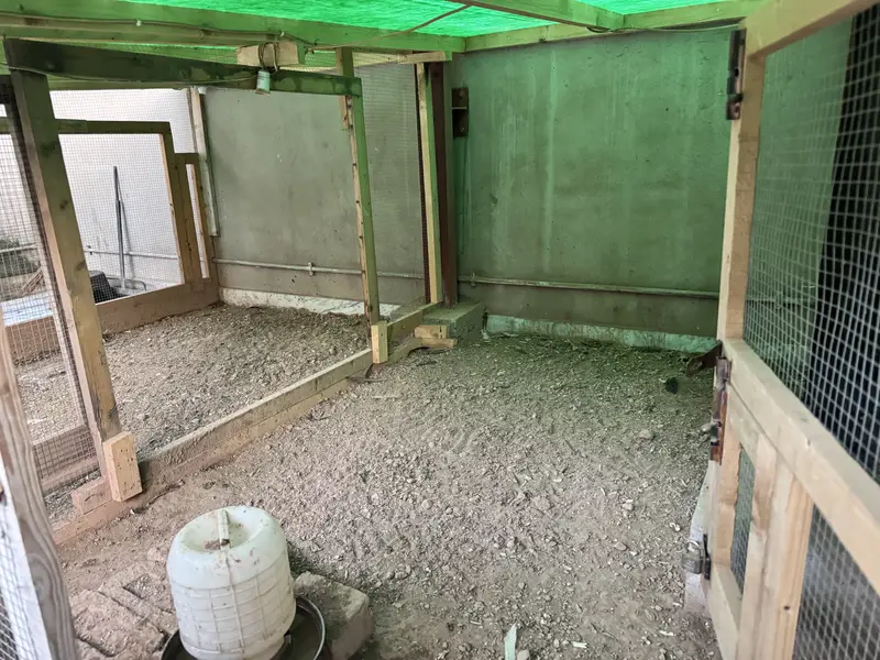 Aseel Setup With Cage And Hens — photo 3