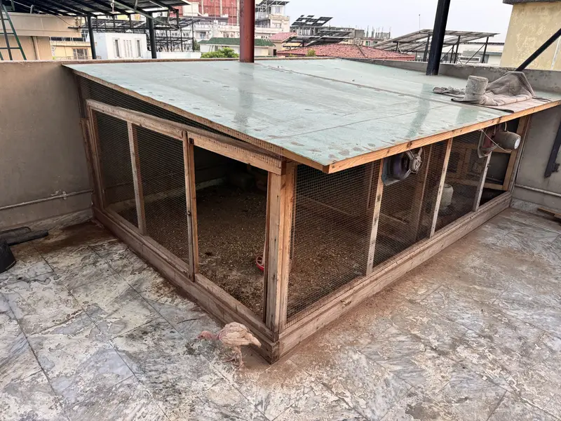 Aseel Setup With Cage And Hens — photo 5