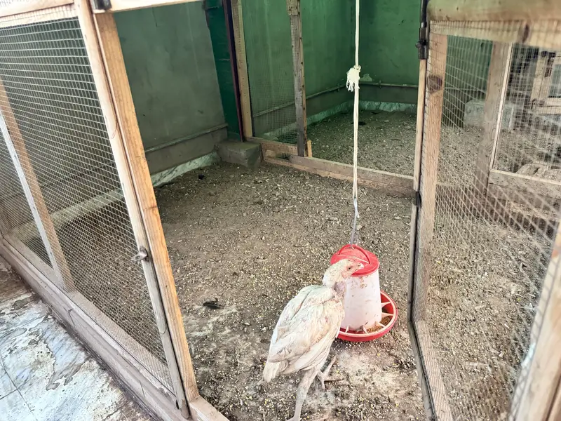 Aseel Setup With Cage And Hens — photo 6