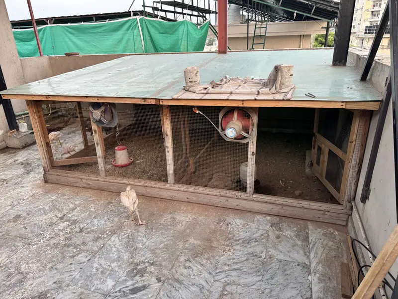 Aseel Setup With Cage And Hens — photo 7