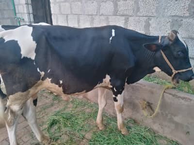 Wacha for sale
