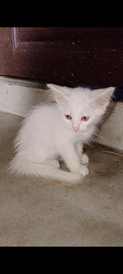parsian, blue eyes, white kittens available urgent sale! or adult cats