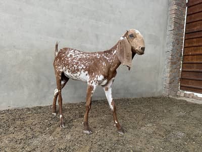 Pure Makhi Chini Guban path For Sale 032898/38901