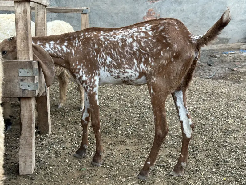 Pure Makhi Chini Guban path For Sale 032898/38901 — photo 3