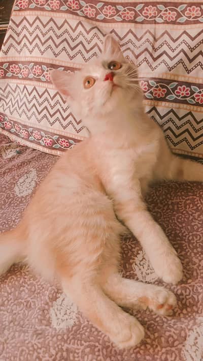 persian cat sale
