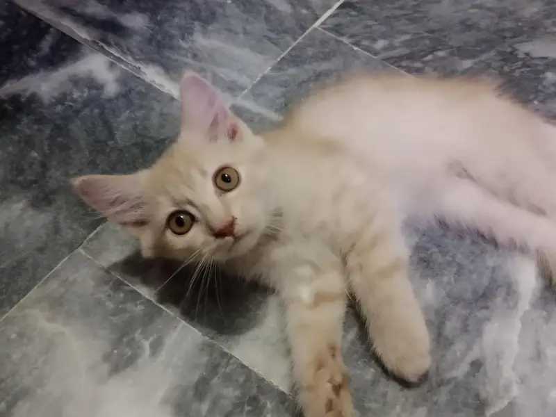 persian cat sale — photo 2