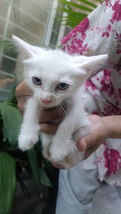 6 Kittens for urgent sale