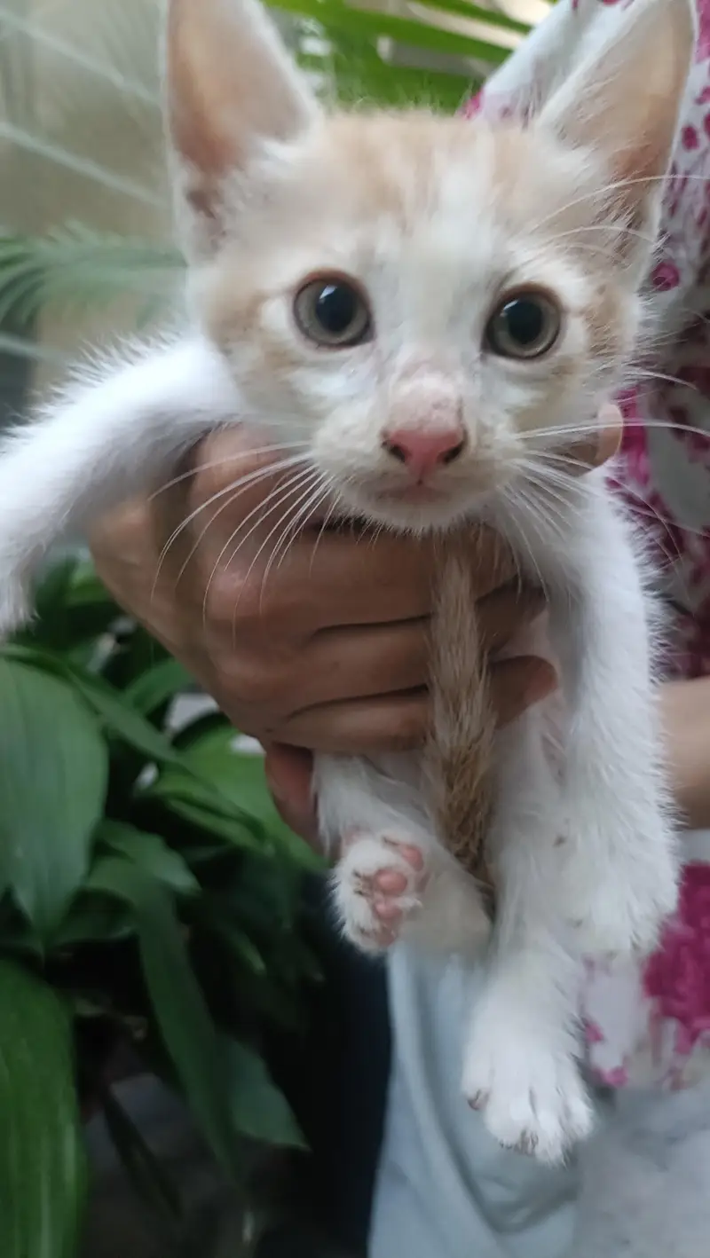 6 Kittens for urgent sale — photo 2