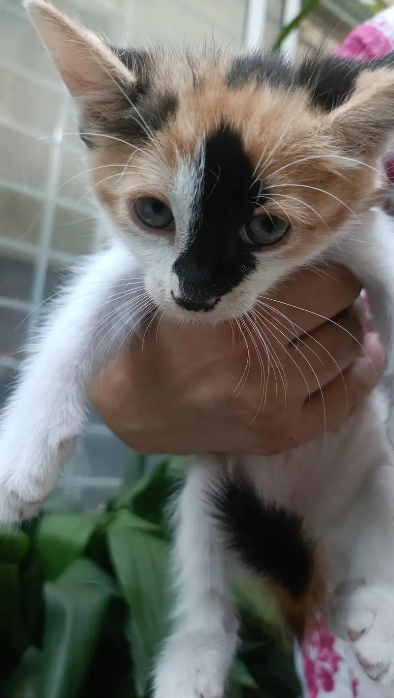 6 Kittens for urgent sale — photo 3