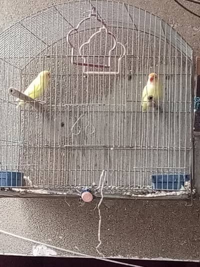 love bird