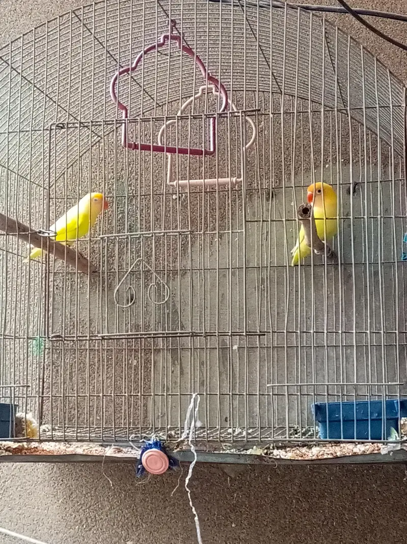 love bird — photo 2